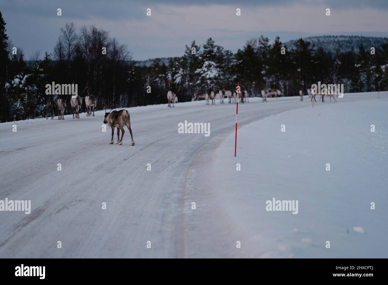 Rentierherde auf schneebedeckter Straße in Finnland Stockfoto