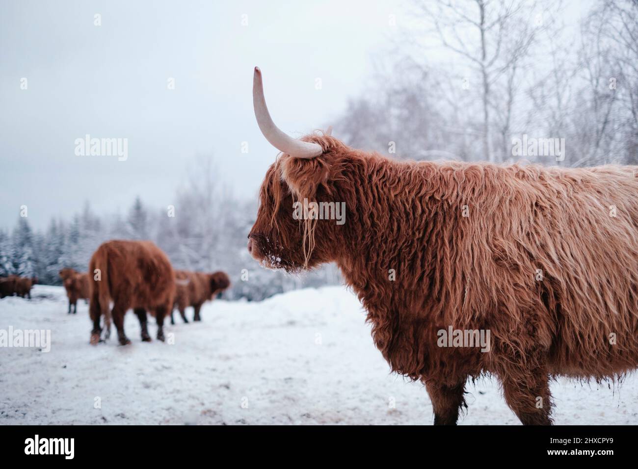 highland Rinderherde, die auf Schnee stehen Stockfoto