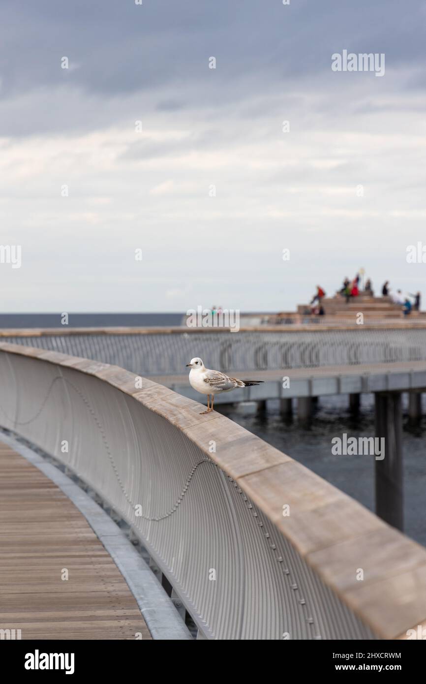 Eine weiße Möwe sitzt auf dem Geländer der neuen Seebrücke in Koserow auf der Insel Usedom. Stockfoto