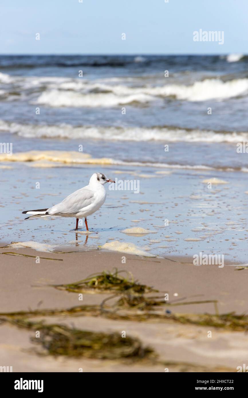 Viele Möwen am Strand der Ostsee auf der Suche nach Nahrung Stockfoto
