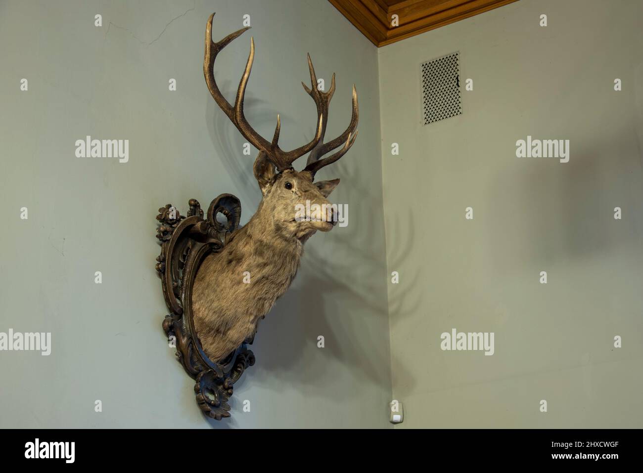 Gefüllter Hirsch, Jagdschloss Letzlingen, Sachsen-Anhalt, Deutschland Stockfoto