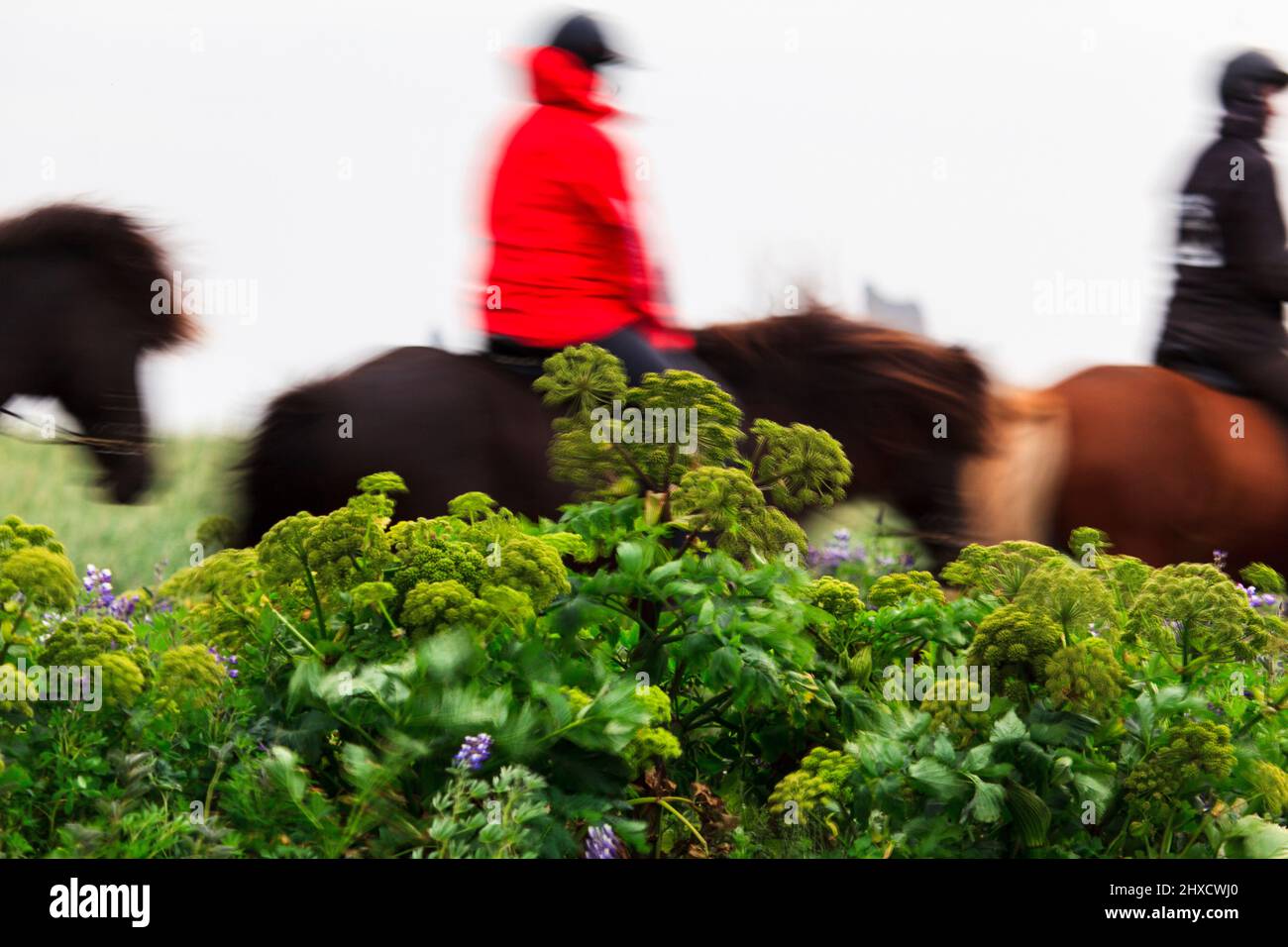 Reiten in Island Stockfoto