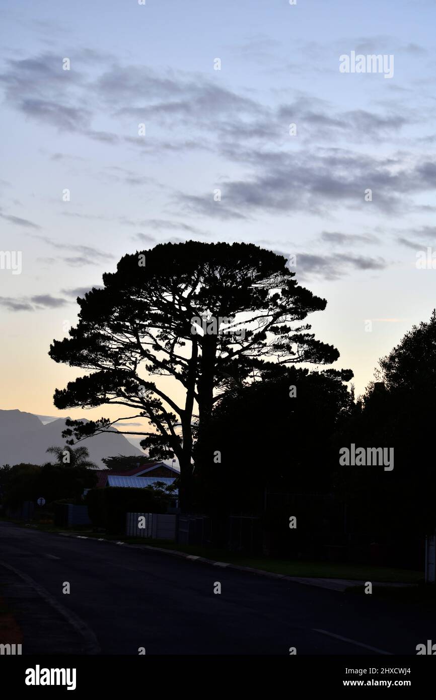 Silhouette von Kiefernbaumarten, westliches Kap, Südafrika. Stockfoto