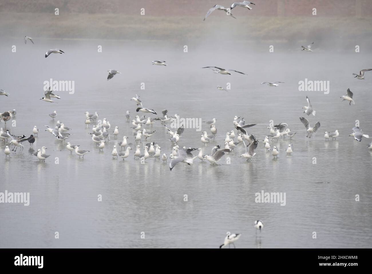 Hartlaub-Möwen (Chroicocephalus hartlaubii), im Nebel, westliches Kap, Südafrika. Stockfoto