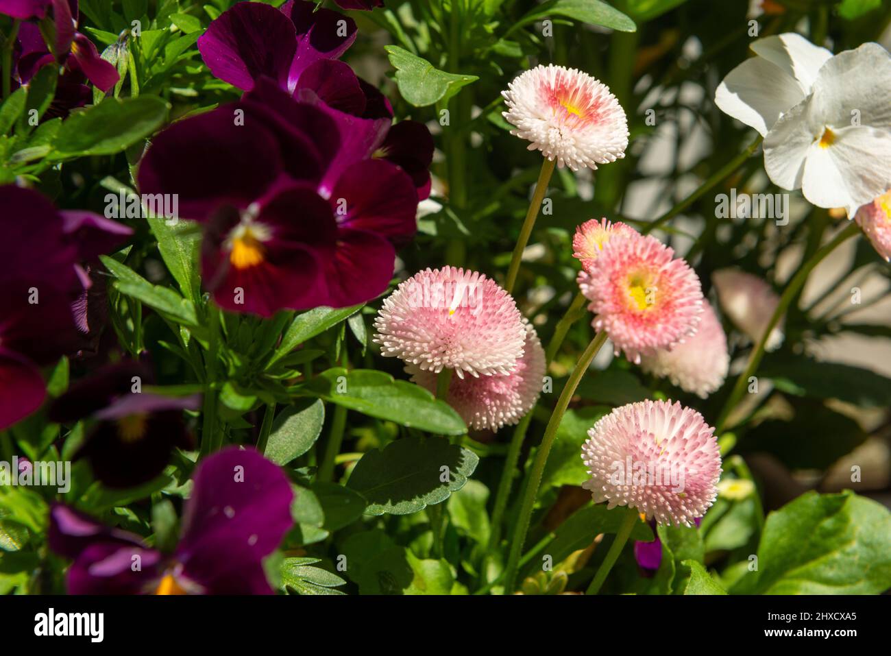 Blüten, Frühling, Bellis, Stiefmütterchen Stockfoto