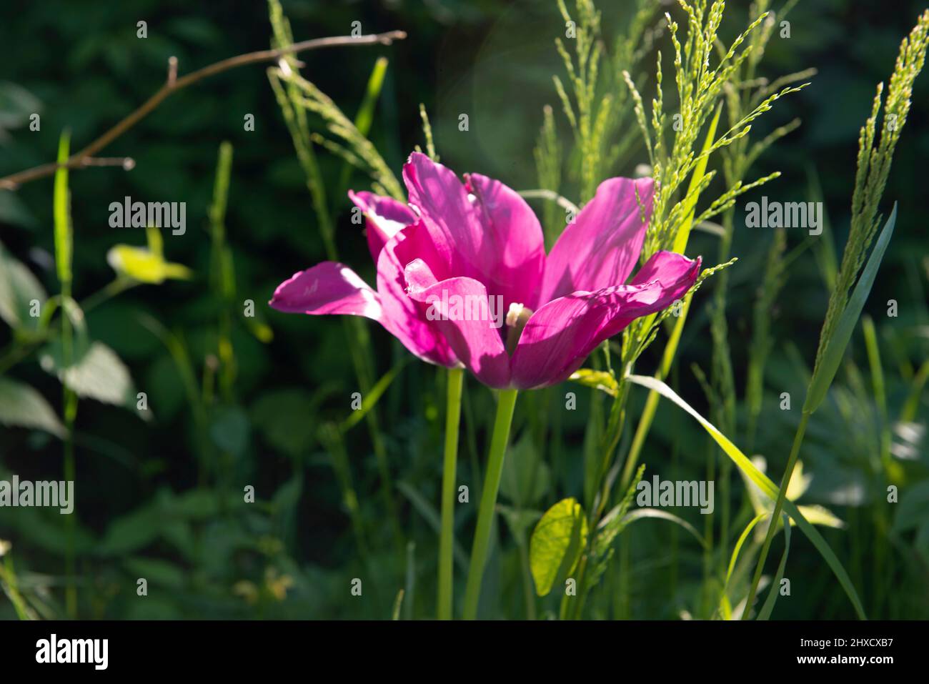 Blüten, Frühling, Gartentulpe Stockfoto