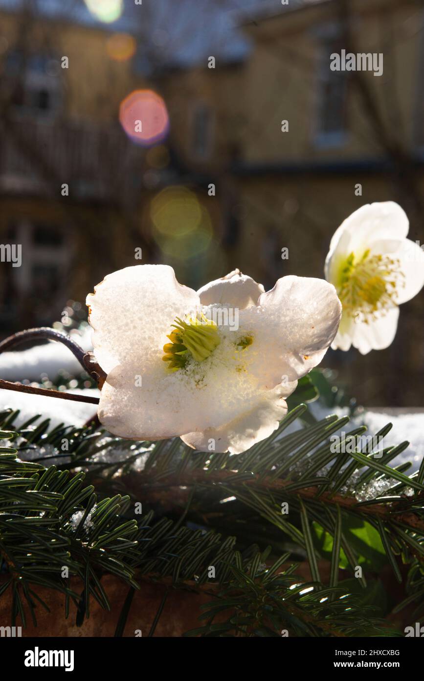 Schnee rosen Fotos und Bildmaterial in hoher Auflösung Alamy
