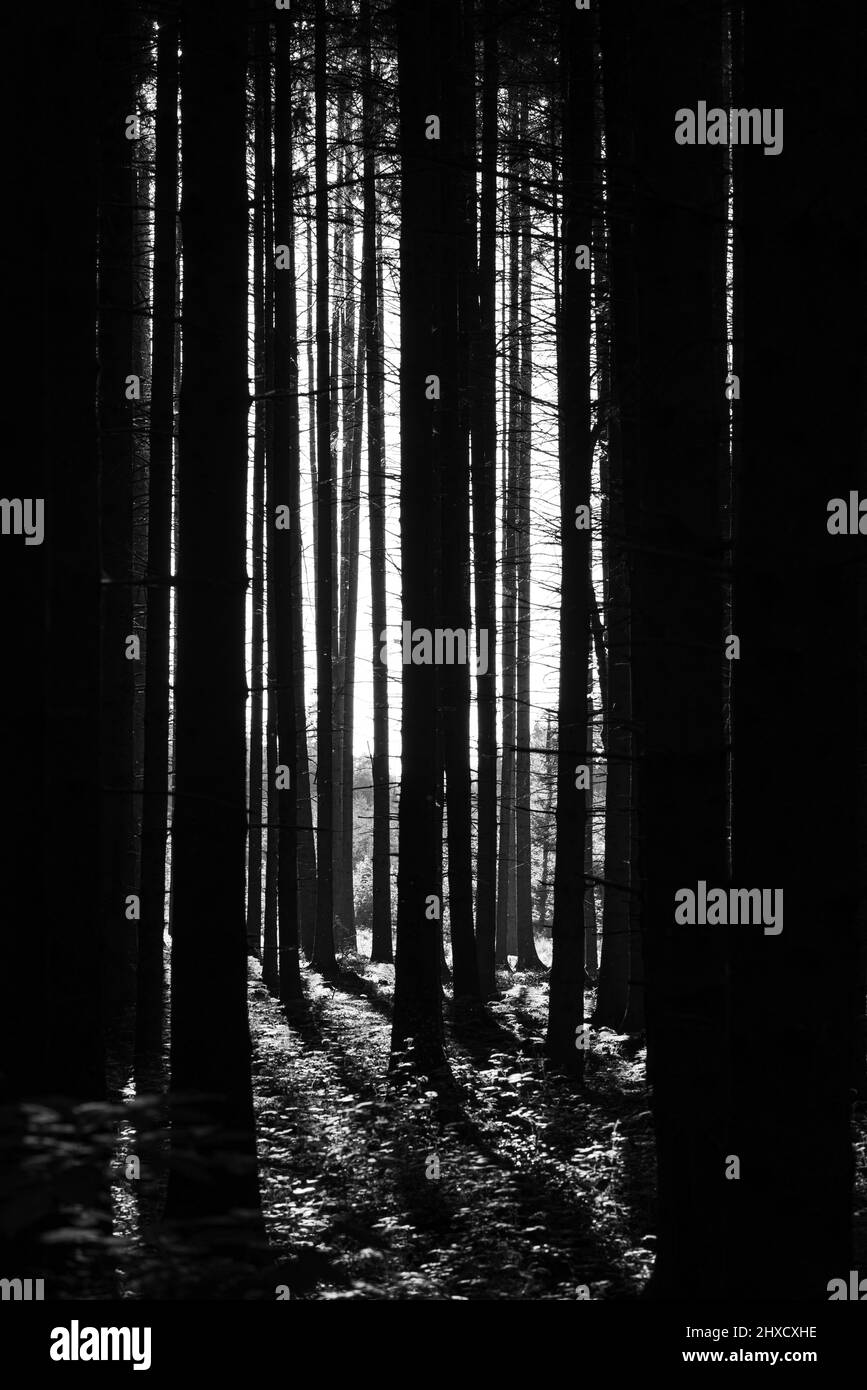 Wald, mystisch, schwarz und weiß, bayern Stockfoto