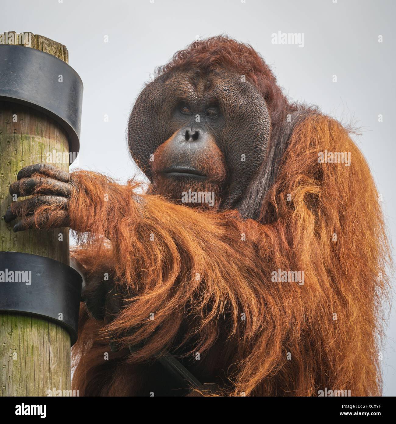 Ein gefangener Orang-Utan im Affenrettungszentrum, Monkey World, Wool, Dorset, England, Großbritannien, wo sie sich auf die Rehabilitierung geretteter Menschenaffen spezialisiert haben. Stockfoto