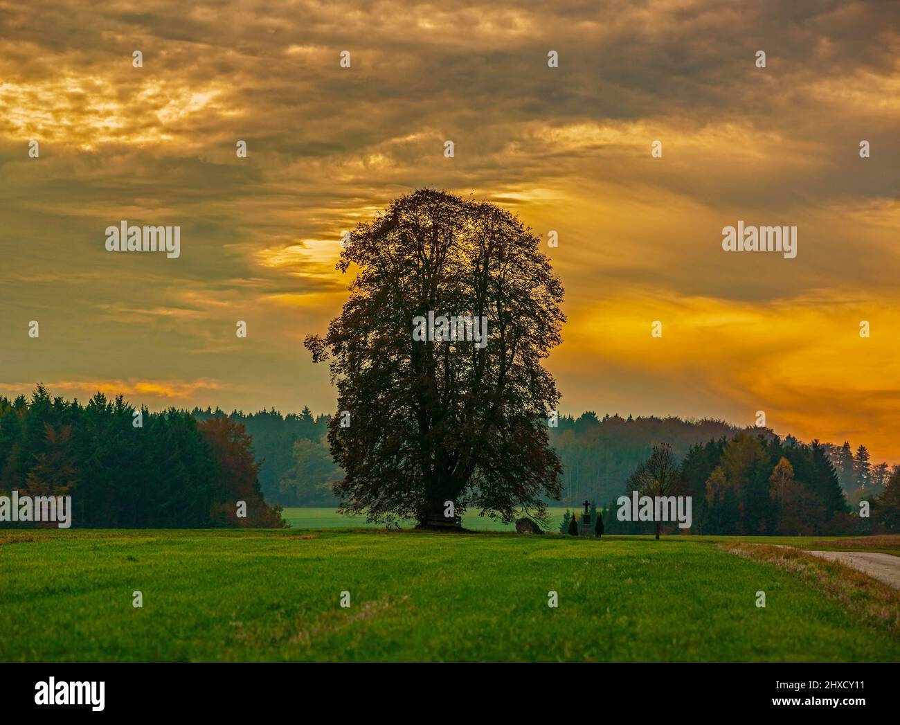 Deutschland, Baden-Württemberg, Gammertingen - Feldhausen, Lindenbaum, Naturdenkmal, Stockfoto