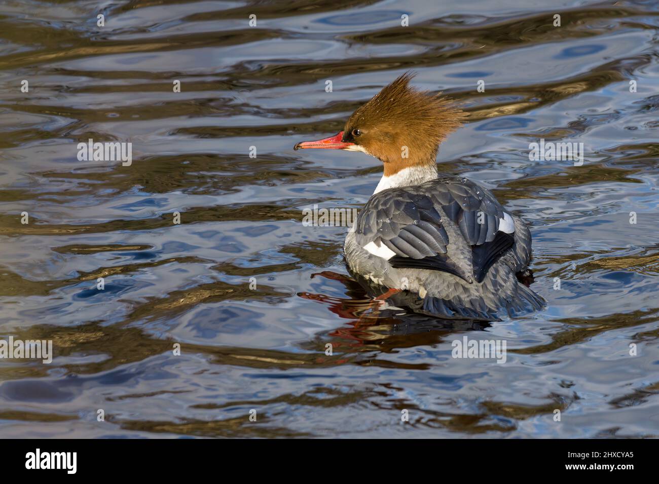 Gänsehaut-Weibchen schwimmend auf dem Wasser Stockfoto