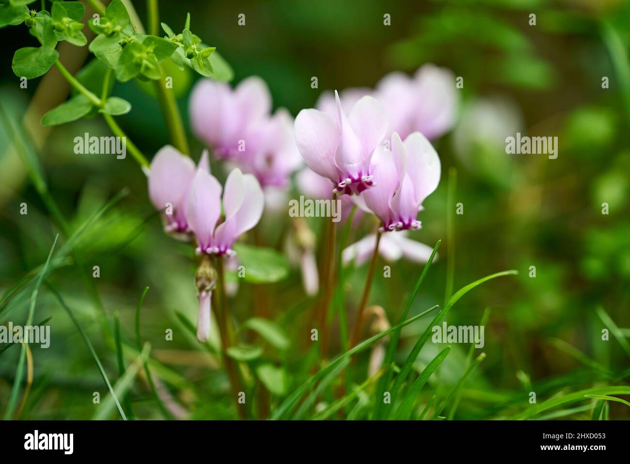 Cyclamen, Cyclamen Stockfoto