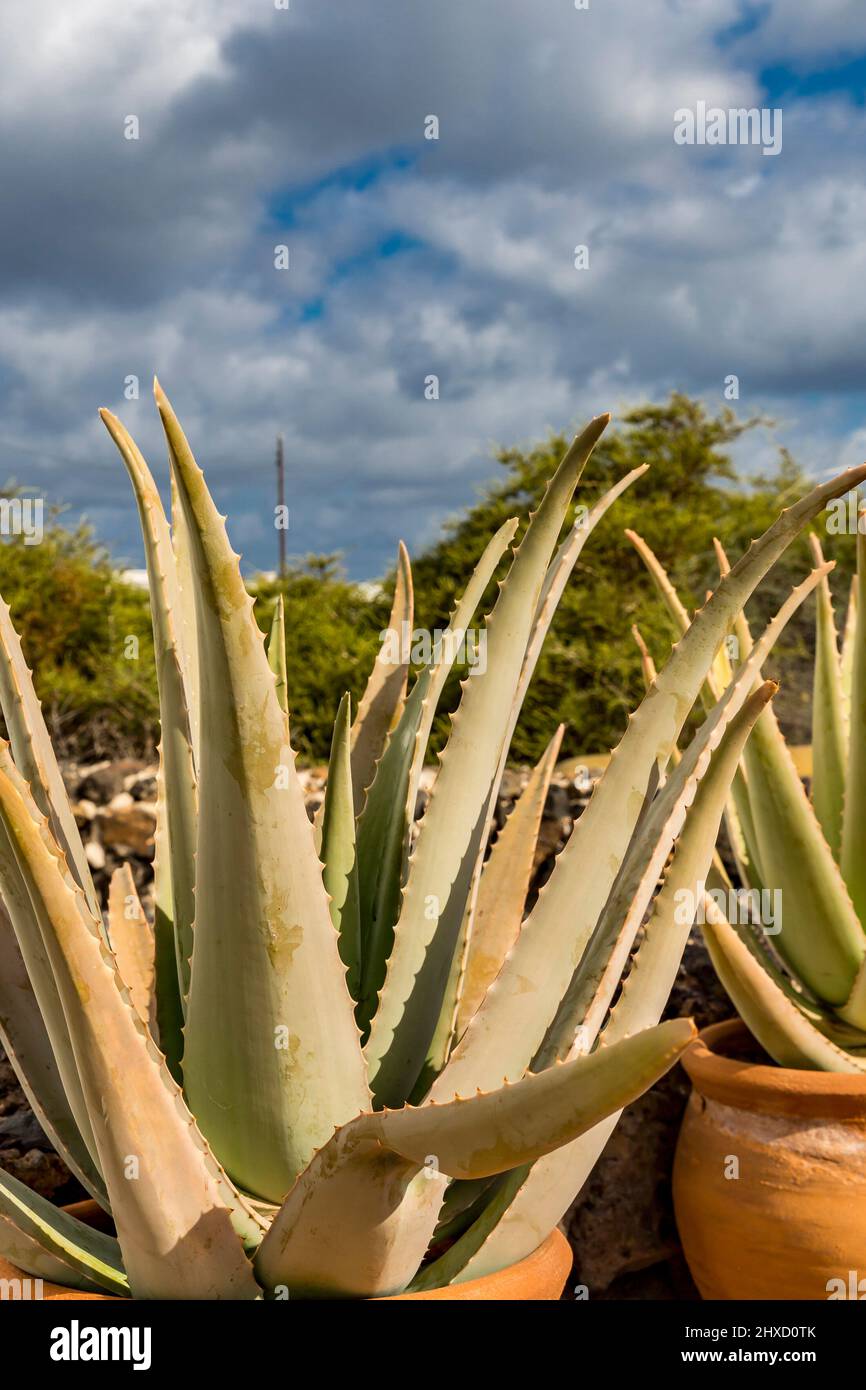 Real Aloe Vera, Haria, Lanzarote, Kanarische Inseln, Spanien Stockfoto