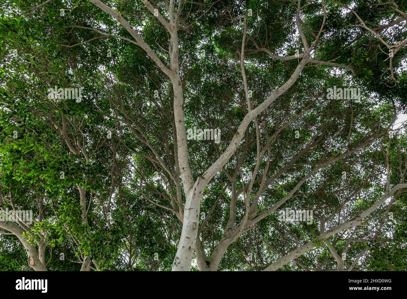 Baumkrone, Birkenfeige, Ficus benjamina, Blick von unten, Haria, Lanzarote, Kanarische Inseln, Spanien, Europa Stockfoto