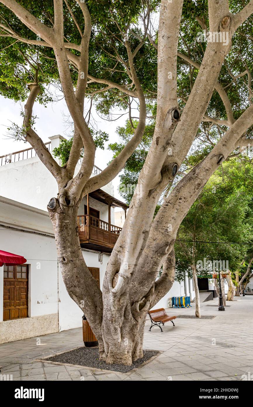 Birkenfeige, Ficus benjamina, Plaza León y Castillo, Haria, Lanzarote, Kanarische Inseln, Spanien, Europa Stockfoto