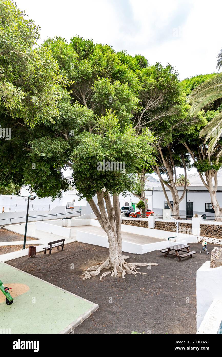 Birkenfeige, Ficus benjamina, Haria, Lanzarote, Kanarische Inseln, Spanien, Europa Stockfoto