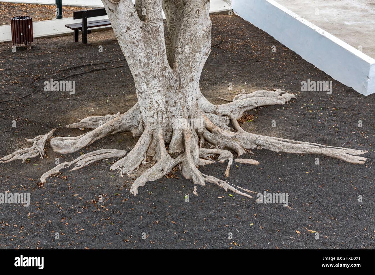 Wurzel und Stamm der Birkenfeige, Ficus benjamina, Haria, Lanzarote, Kanarische Inseln, Spanien, Europa Stockfoto