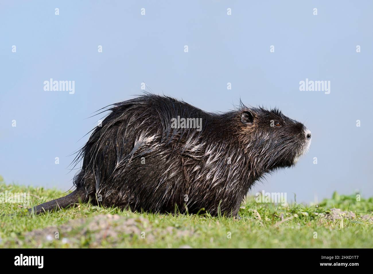 Nutria (Myocastor coypus), Nordrhein-Westfalen, Deutschland Stockfoto