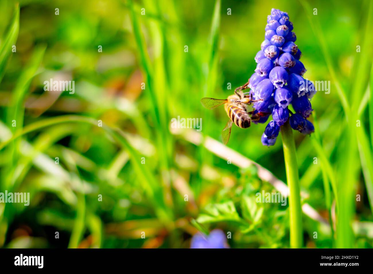 Biene auf der Hyazinthe. Frühling Blüte Hintergrund Foto. Selektiver Fokus. Stockfoto
