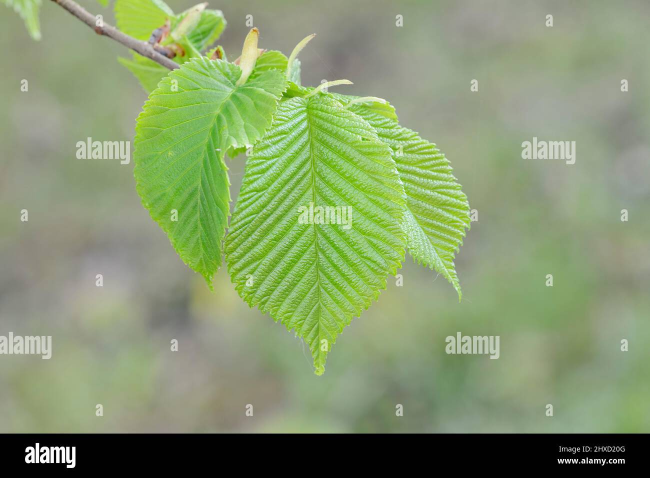 Flatternde Ulme (Ulmus laevis), Zweig mit Blättern, Frühling, Nordrhein-Westfalen, Deutschland Stockfoto