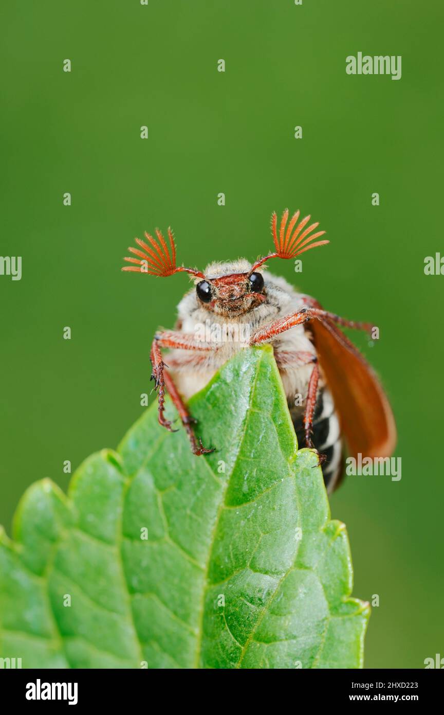 Feldcockchafer (Melolontha melolontha), Nordrhein-Westfalen, Deutschland Stockfoto