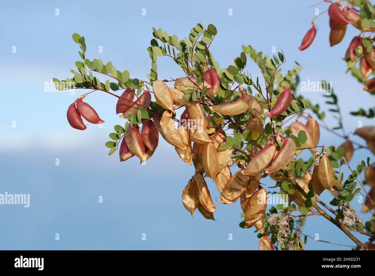 Blase senna (Colutea arborescens), Hülsenfrüchte auf Busch, Nordrhein-Westfalen, Deutschland Stockfoto