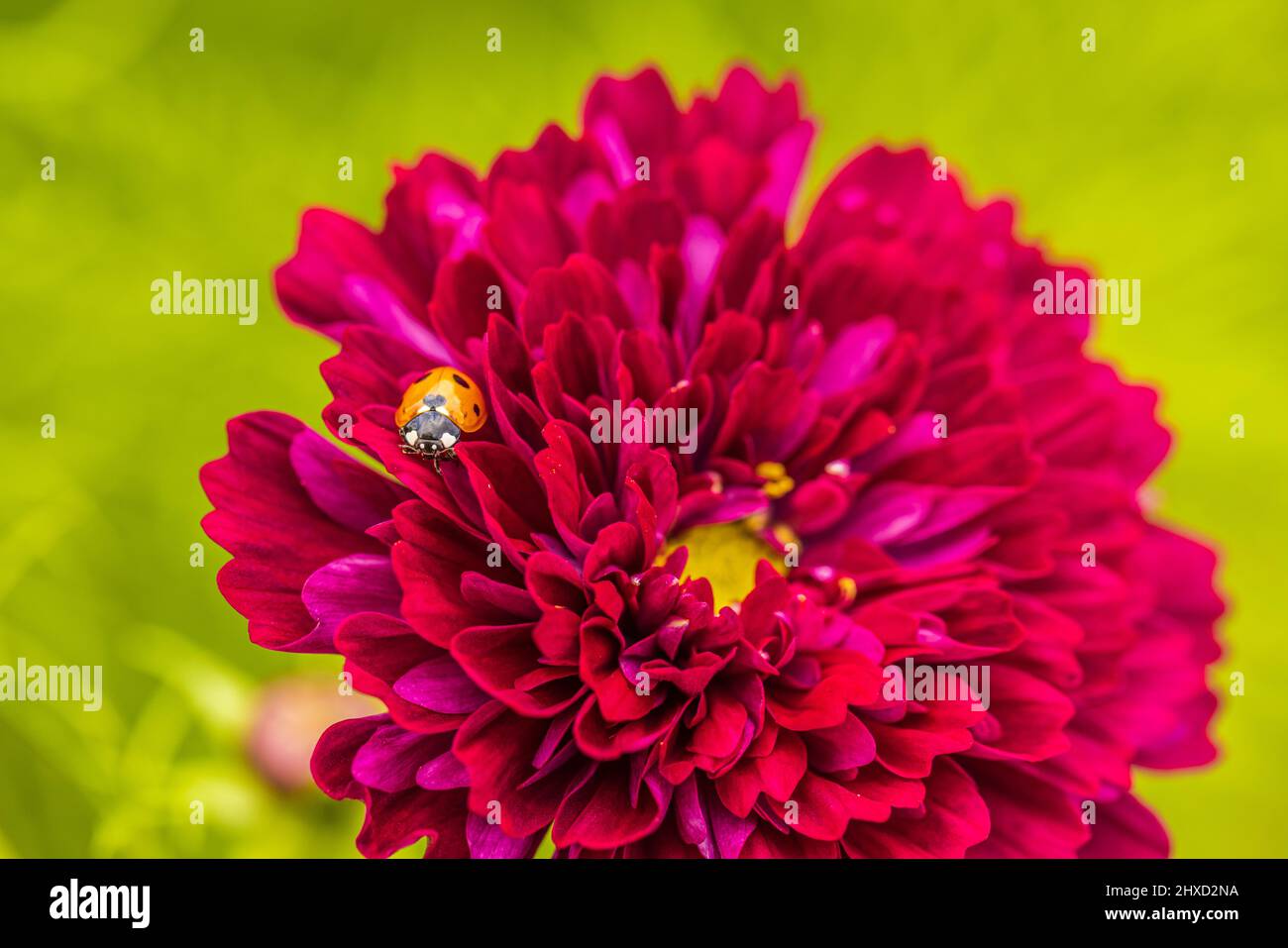 Cosmea, der blühende Schmuckkorb (Cosmos bipinnatus), Marienkäfer Stockfoto