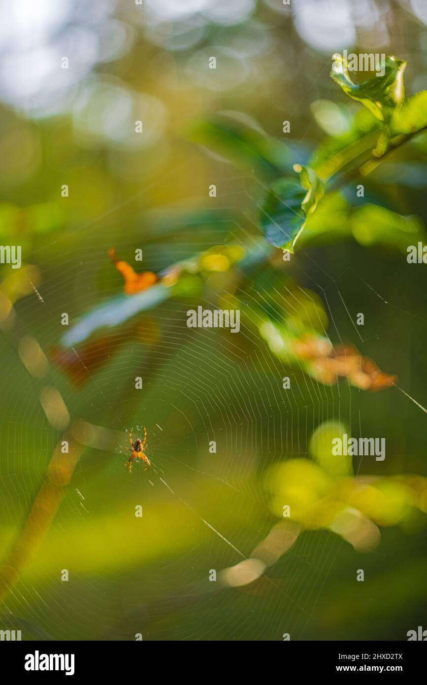 Bunte Gartenkreuzspinne (Araneus diadematus), die mitten im Netz auf Beute wartet Stockfoto