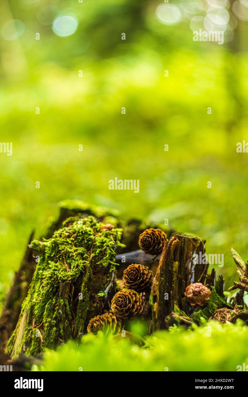 Waldstill-Leben, Lärchenzapfen im Märchenwald, abstraktes Rundbokeh Stockfoto