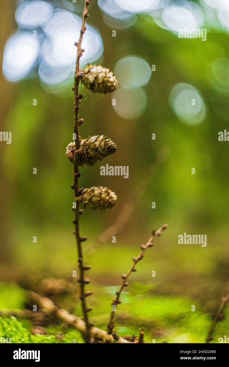 Waldstill-Leben, Lärchenzapfen im Märchenwald, abstraktes Rundbokeh Stockfoto
