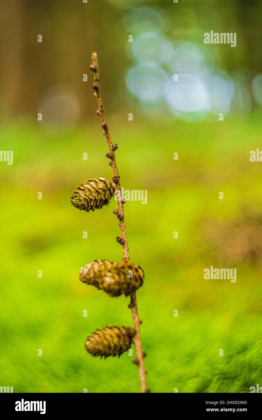 Waldstill-Leben, Lärchenzapfen im Märchenwald, abstraktes Rundbokeh Stockfoto