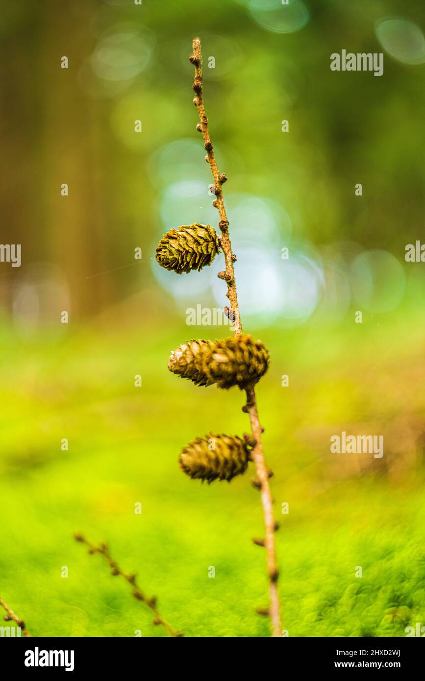 Waldstill-Leben, Lärchenzapfen im Märchenwald, abstraktes Rundbokeh Stockfoto
