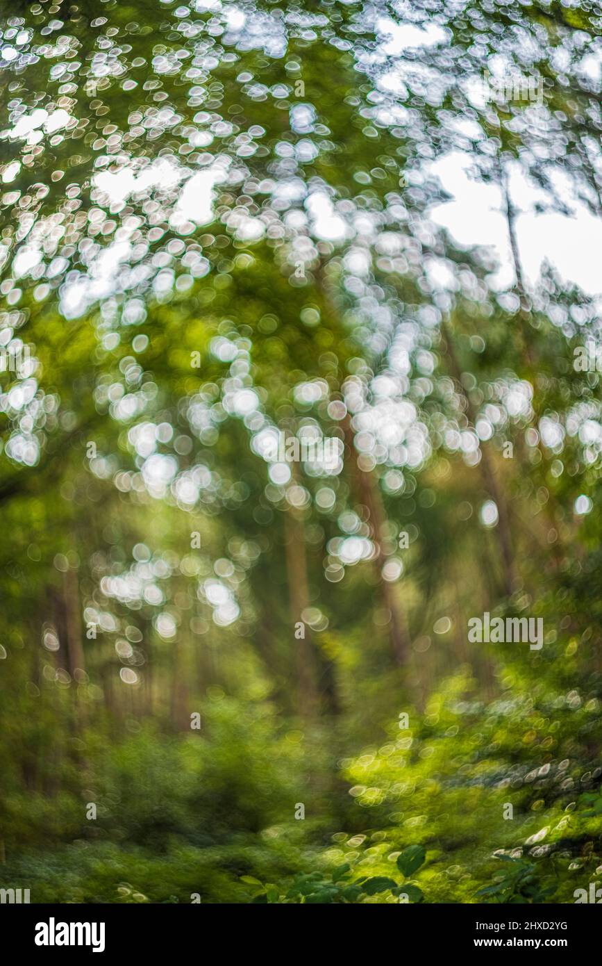 Hintergrund aus der Natur, natürliches Bokeh aus dem Wald Stockfoto