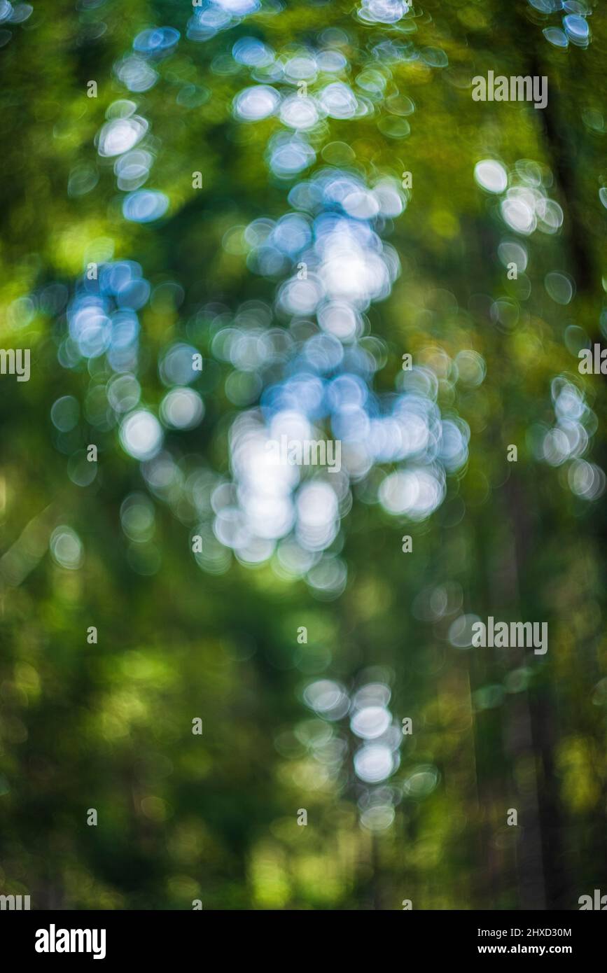 Hintergrund aus der Natur, natürliches Bokeh aus dem Wald Stockfoto