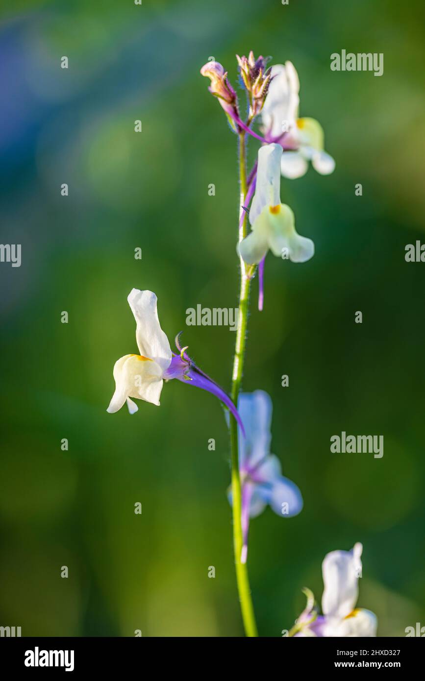 Breitblättriger Hellebore (Epipactis Helleborine), wilde Orchideenblüte Stockfoto