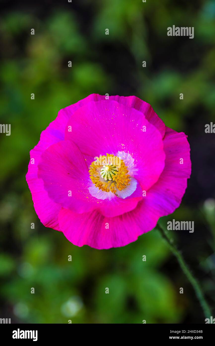 Maismohn (Papaver rhoeas), Mohnblume, Maisrose Stockfoto
