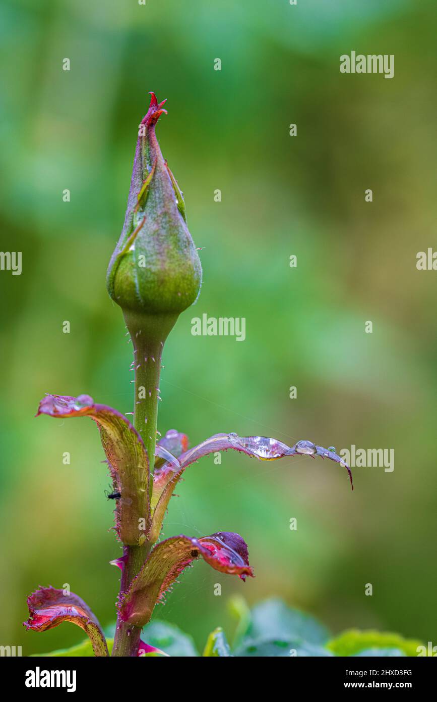 Rosenblüten mit Morgentau, Nahaufnahme, Rosenblüte Stockfoto