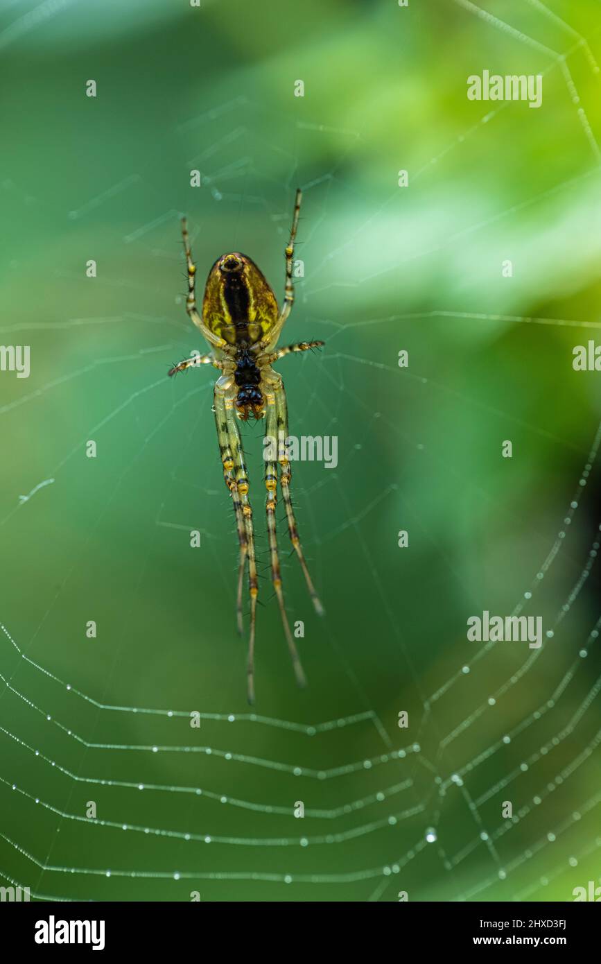 Gartenkreuzspinne, Leben im Garten Stockfoto