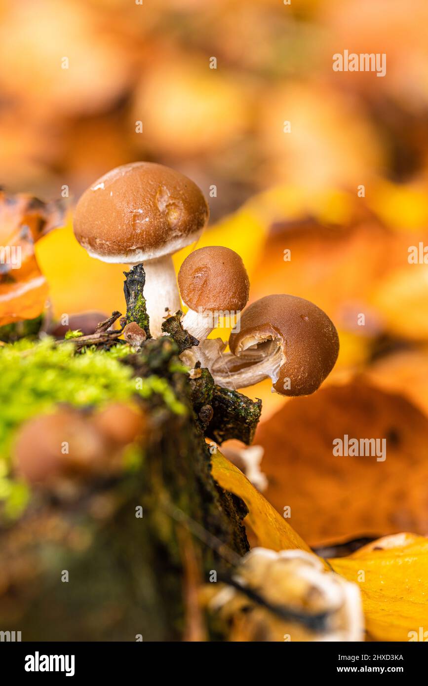 Nahaufnahme von Pilzen auf dem toten Baumstamm Stockfoto