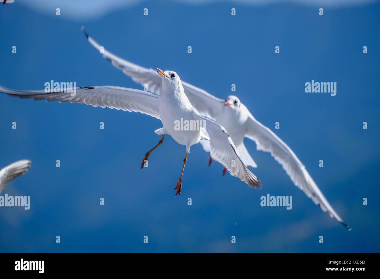 Möwen, Fähre Tassos Sea Lines, Limenas, Thassos, Griechenland Stockfoto