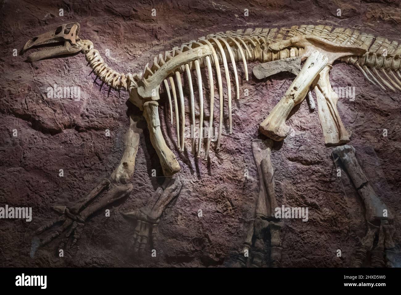 England, Isle of Wight, Sandown, Dinosaur Isle Museum, rekonstruiertes Skelett eines Iguanodon-Dinosauriers Stockfoto