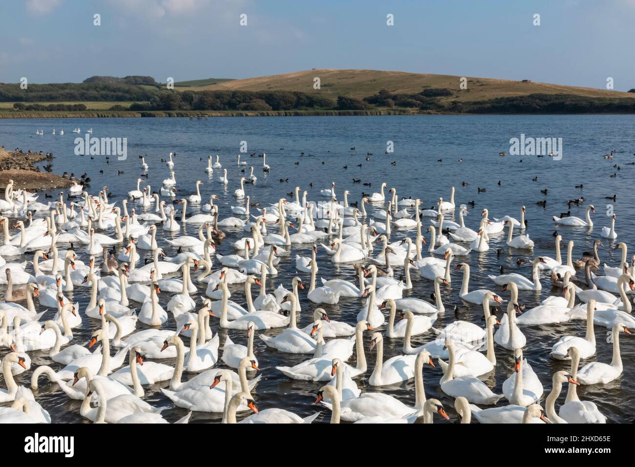 England, Dorset, Abbotsbury, Ein Schwein von Mute Swans in Abbotsbury Swannery Stockfoto