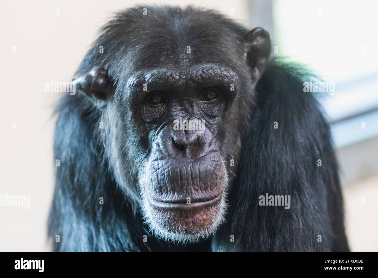 England, Dorset, Monkey World Attraction, Schimpanse Stockfoto