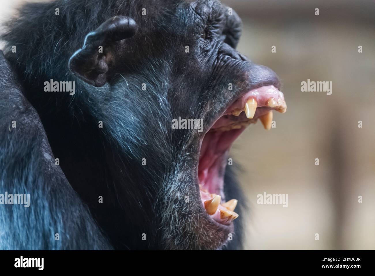 England, Dorset, Monkey World Attraction, Angry Chimpanzee, der mit offenem Mund schreit Stockfoto