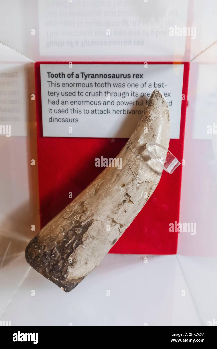 England, Dorset, Dorchester, das Dinosaur Museum, Ausstellung eines Tyrannosaurus Rex Dinosaur Tooth Stockfoto