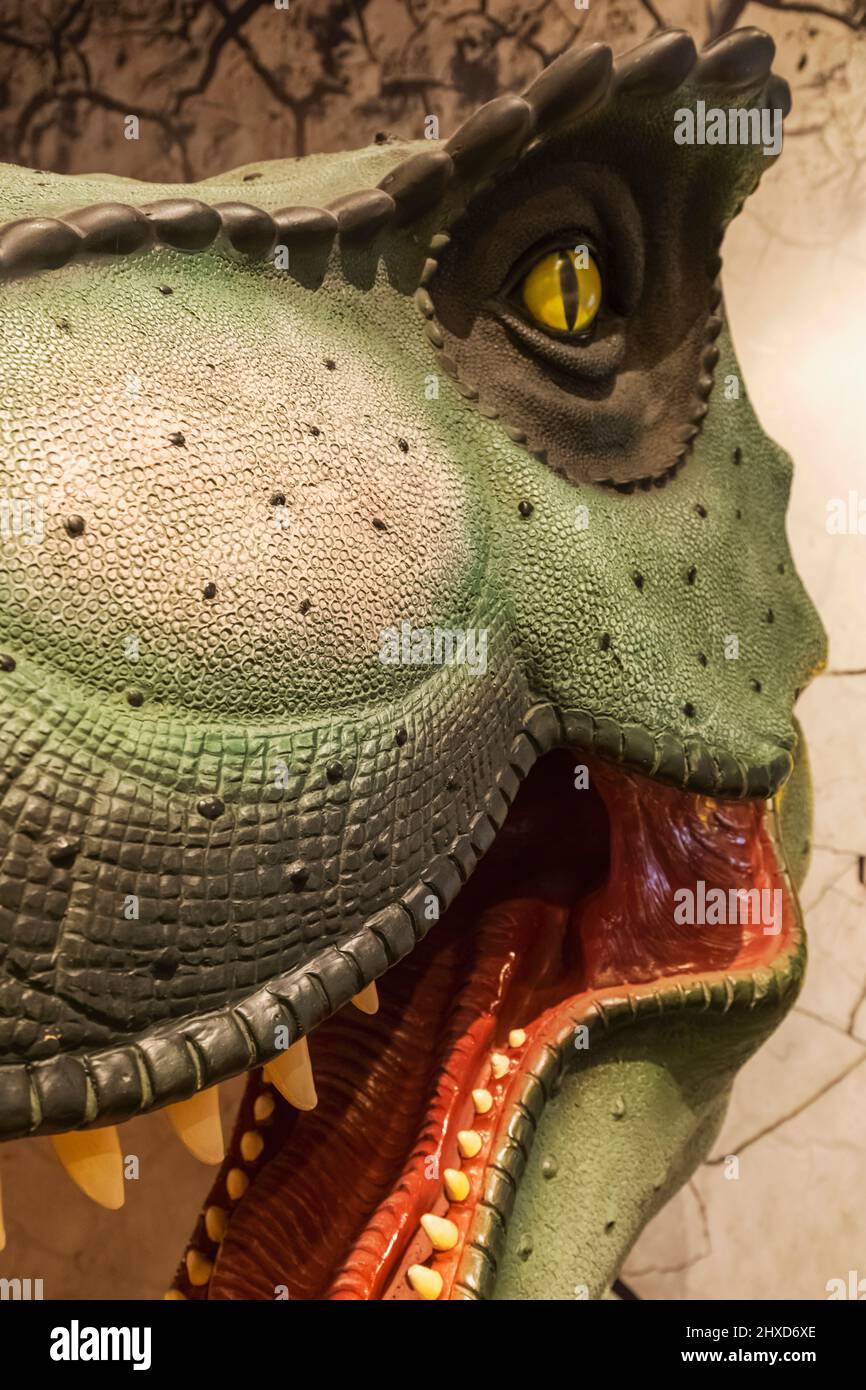 England, Dorset, Dorchester, das Dinosaur Museum, Modell eines Dinosaurierkopfes Stockfoto