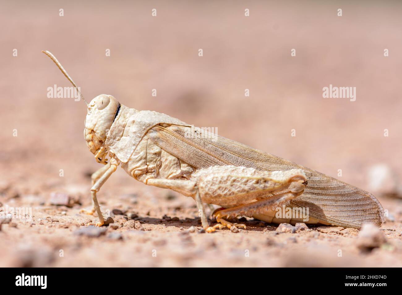Wanderheuschrecke getarnt in der Steinwüste in Marokko. Frühling. Stockfoto