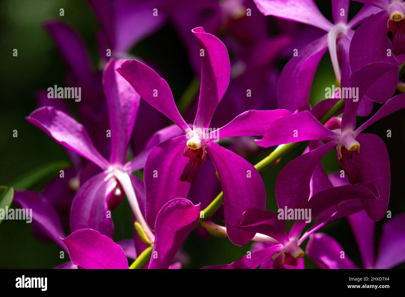 Lila Orchidee blüht in einem tropischen Garten, Singapur Stockfoto