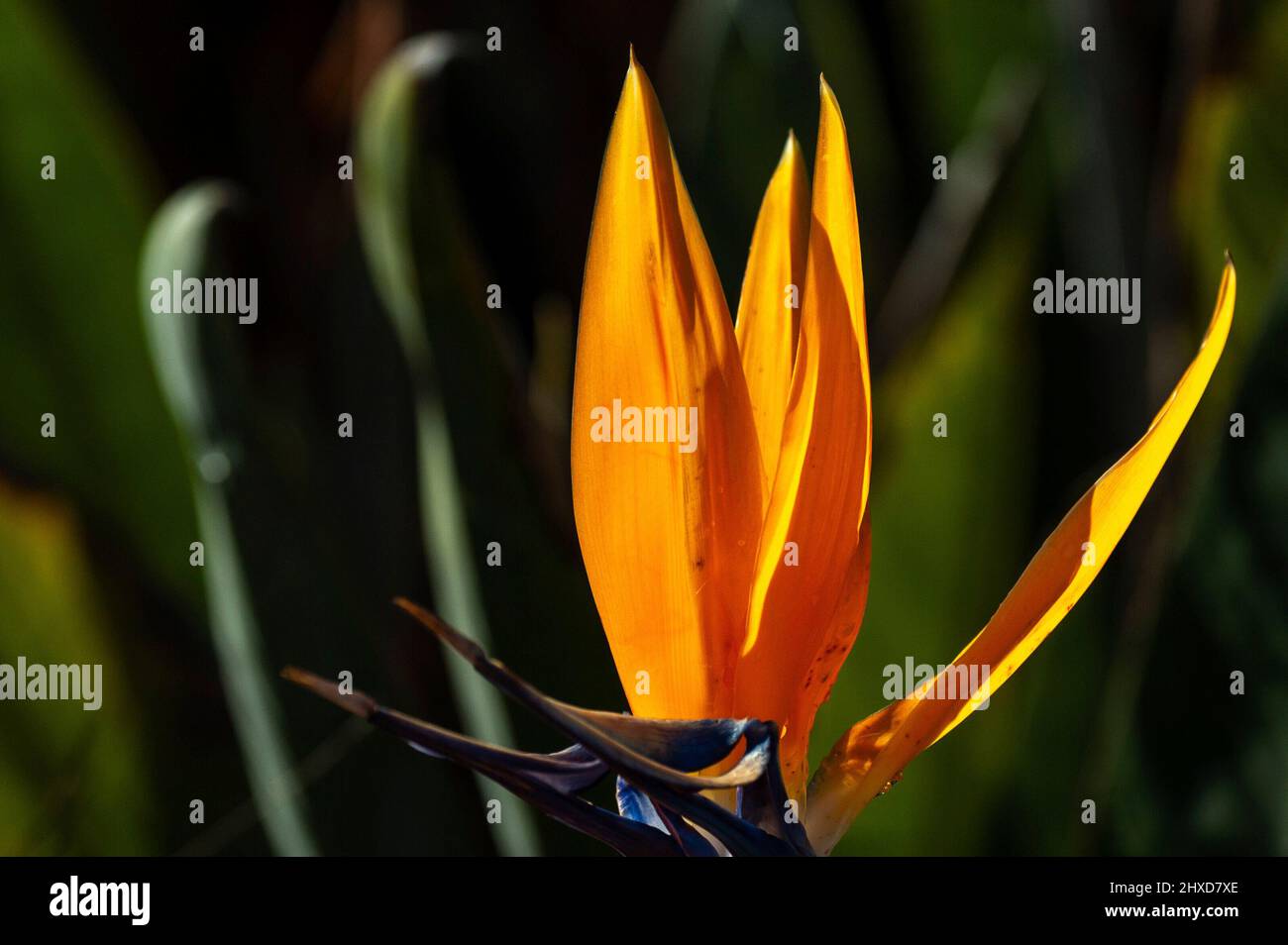Orangefarbene Blume einer strelitzia im Sonnenlicht, Laguna Beach, Kalifornien, USA Stockfoto
