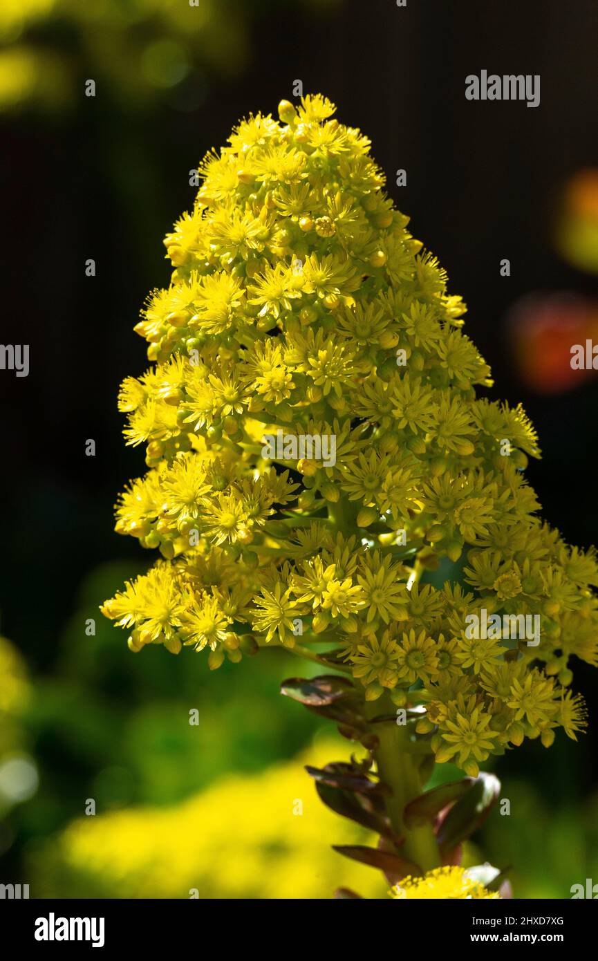 Gelbe Blüte einer seltenen Blume, Laguna Beach, Kalifornien, USA Stockfoto